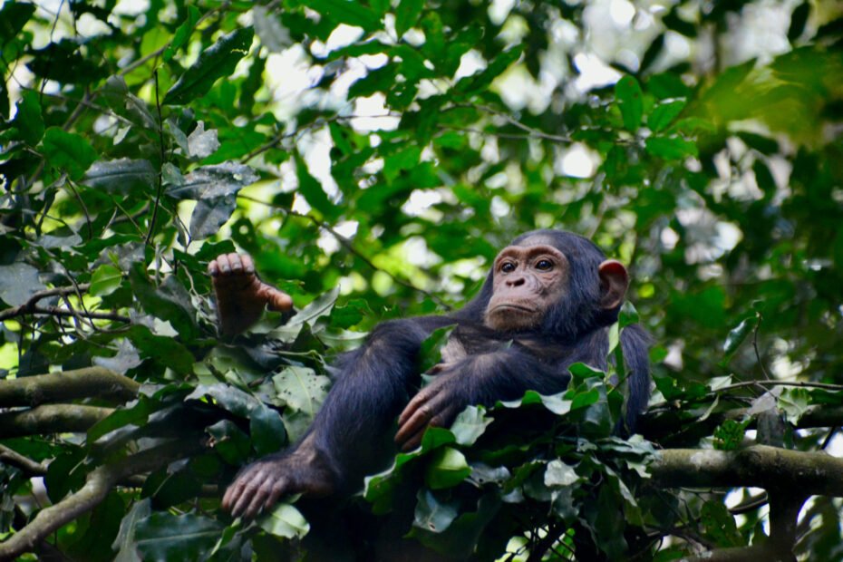 Chimpanzee Tracking in Uganda