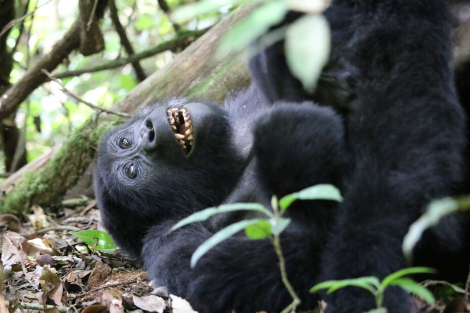 Mountain Gorilla