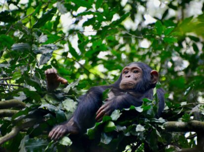 Chimpanzee-Tracking-in-Uganda Chimpanzee Tracking in Uganda