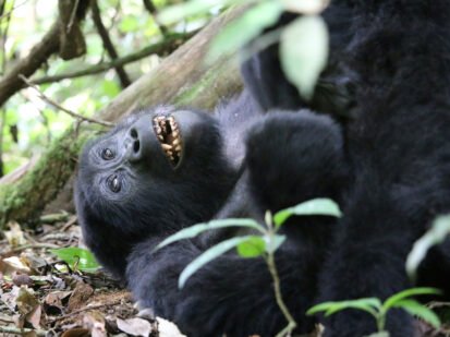 Mountain-Gorilla Mountain Gorilla