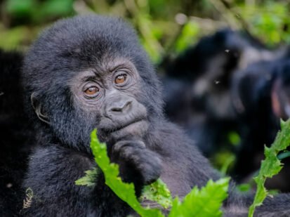 Rwanda-Gorilla-Safaris