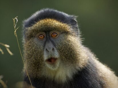 golden-monkeys-in-rwanda Golden Monkey